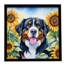 Load image into Gallery viewer, Bernese Mountain Dog in Sunflowers Framed Metal Print