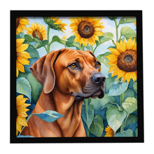 Load image into Gallery viewer, Rhodesian Ridgeback in Sunflowers Framed Metal Print