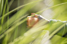 Load image into Gallery viewer, no. 38 wild • clean perfume • roll-on or eau de parfum options