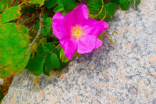 Load image into Gallery viewer, Wild Rose Lip Balm