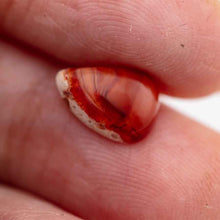 Load image into Gallery viewer, Cut Into Shape Mexican Fire Opal Set Four Pieces