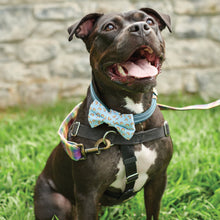 Load image into Gallery viewer, Rainbow Plaid Pet Bow Tie Set | LGBTQ Pride Pet Accessories | Gift For Cat/Dog Lover