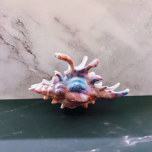 Load image into Gallery viewer, Velvet Claws Realistic Conch Shell Hair Claw in Mermaid Colors | Claw Clip in Velvet Travel Bag
