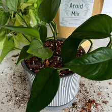 Load image into Gallery viewer, Premium Aroid Mix For Tropical Plants