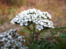 Load image into Gallery viewer, Yarrow Beauty Serum