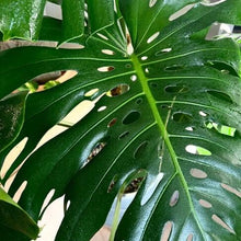 Load image into Gallery viewer, Plant Perfection