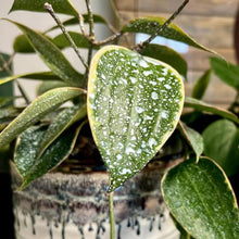Load image into Gallery viewer, Plant Perfection