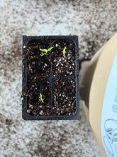 Load image into Gallery viewer, Seedling Mix for Seed Starting
