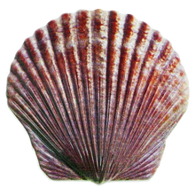 Load image into Gallery viewer, EL4-017 FWL U.S. FISH AND WILDLIFE SERVICE Sterling Silver Plated Seashell Challenge Coin Shell Federal FWS